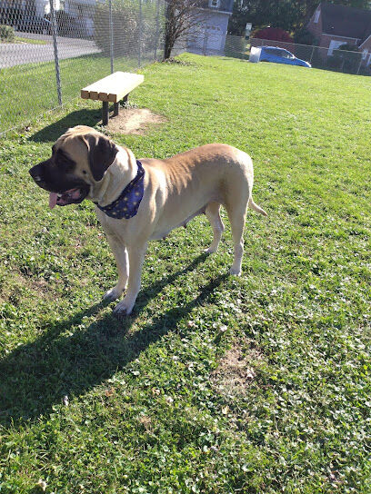 Avis Dog Park