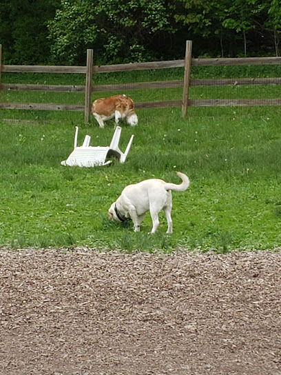 Abington Dog Park