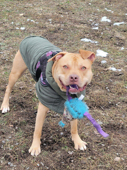 Hamilton Street Dog Park