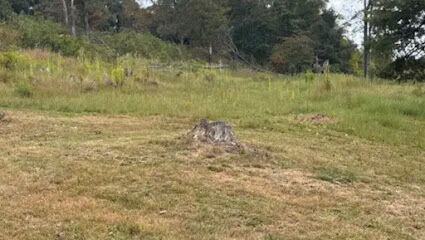 michelle’s dog park