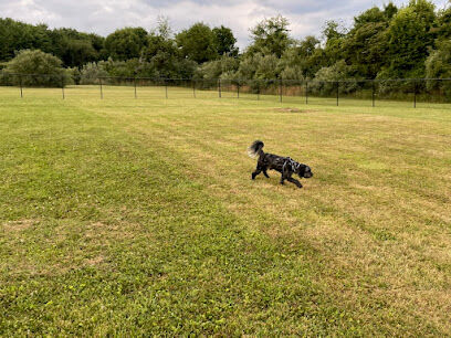 Mutts of Merit in Motion - Sniffspot