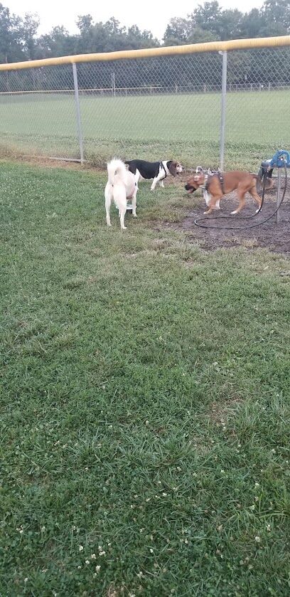 Kutztown Dog Park