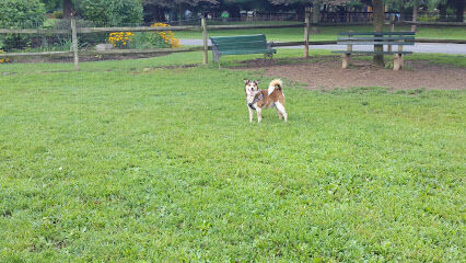Selinsgrove Dog Park
