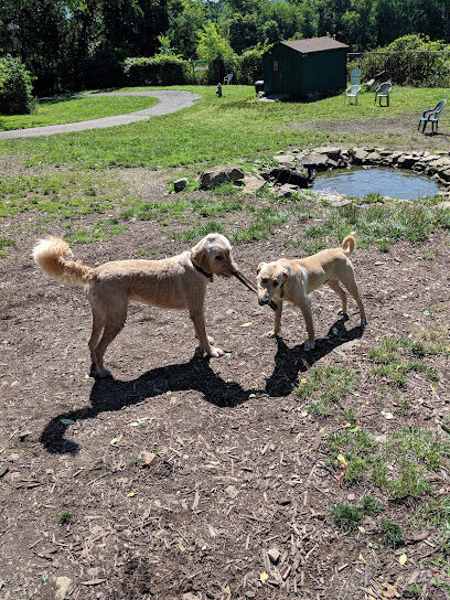 Bellevue Dog Woods