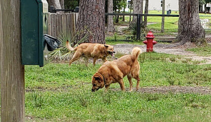 Bridgewater Dog Park