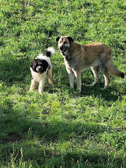 Lead Dog Park