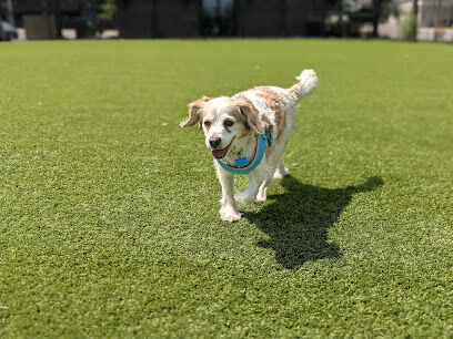 Kirby Dog Park at Fort Sod