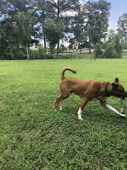 Jackson Downtown Dog Walk