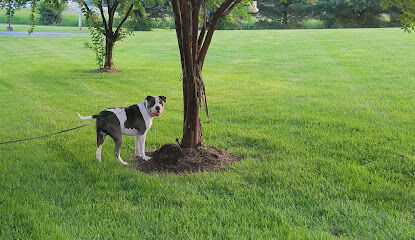 Louisville Dog Park