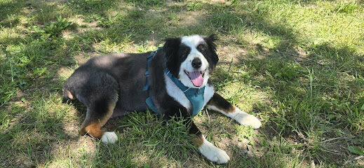 Emily’s Bark Park