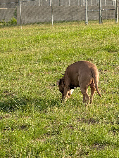 Harris Branch Dog Park