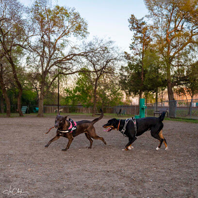 Officer Lucy Dog Park