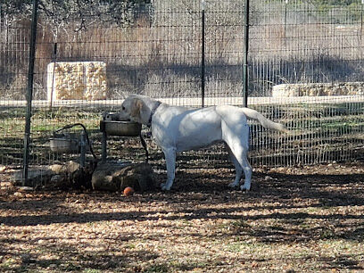 Dog park
