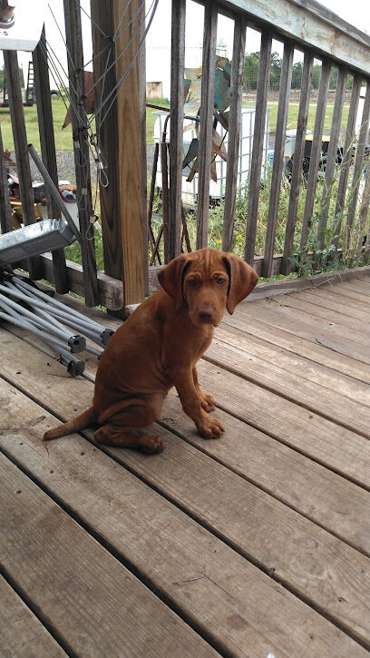 Red Dog Ranch