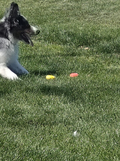 Dog Park at Unity Park