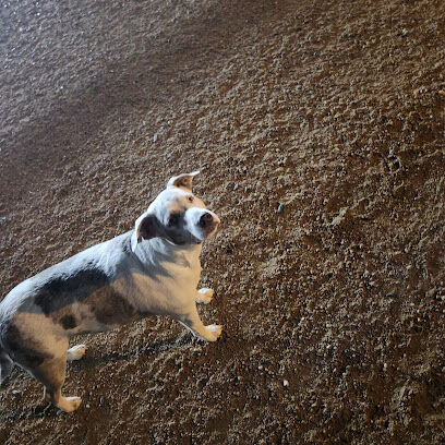 Bark Park