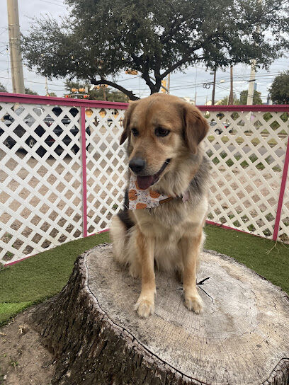 The Dog Bar