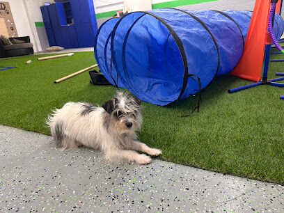 The Zoomie Zone