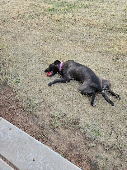 Shallowater Dog Park