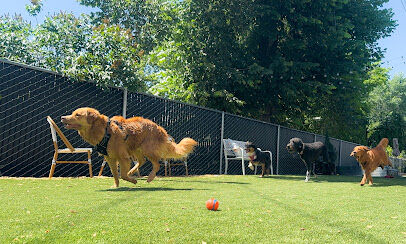 OFF-LEASH Indoor Dog Park