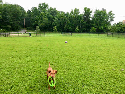 Westgrove Dog Park