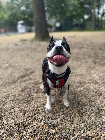 Virginia Highlands Interim Dog Run