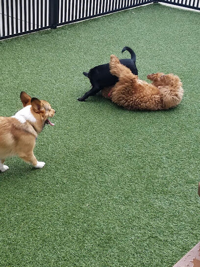 Mosaic Dog Park