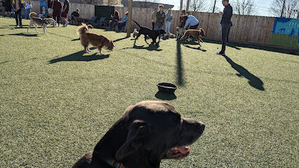 Ruff Canine Club