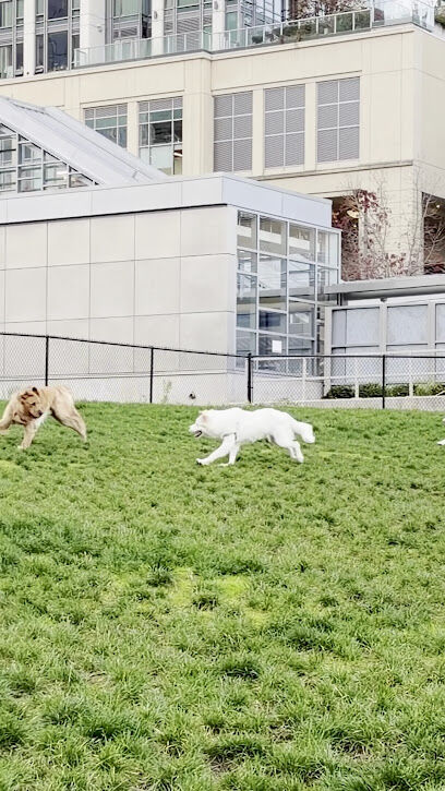 City Hall Off-Leash Dog Park