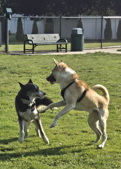 Jack and Helen Doyle Dog Park