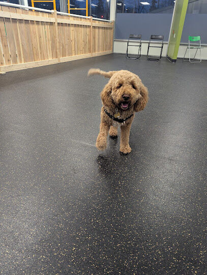 The Friendly Bark