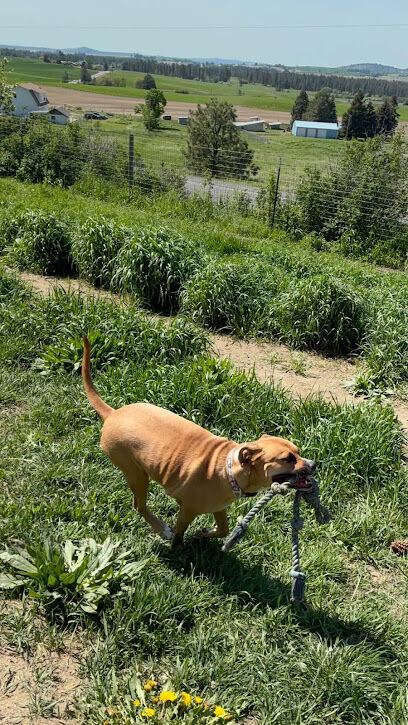 Dawn to Dusk Doggy Domain Private Dog Park- By Reservation Only
