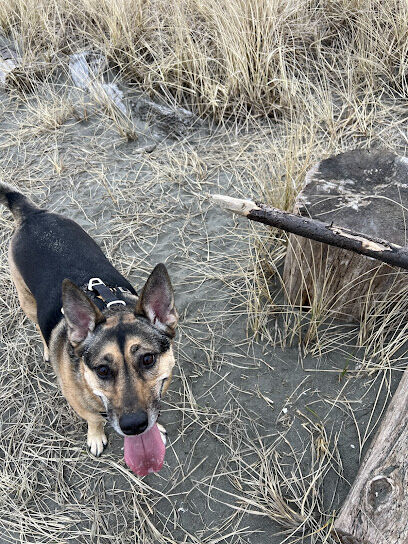 Off Leash Dog Beach