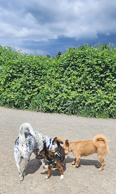 Marymoor Off-Leash Dog Park