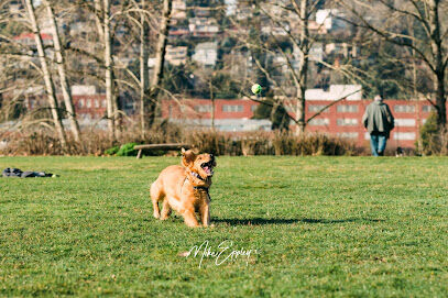 Warren G. Magnuson Park Off Leash Area