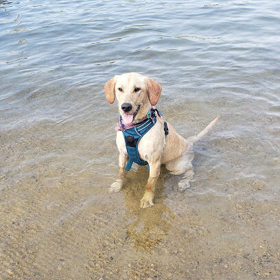 Devil's Lake Pet Swim Area
