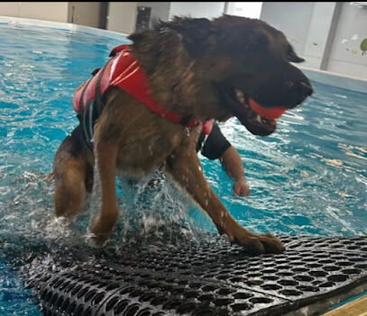 Doggieland Play Park Aquatics