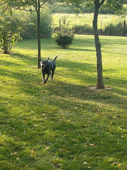 My Dog and Me