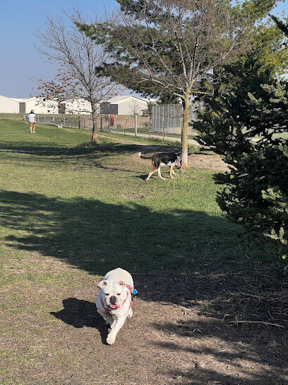 Penni Klein Dog Exercise Area