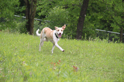 St. Croix Falls Dog Park