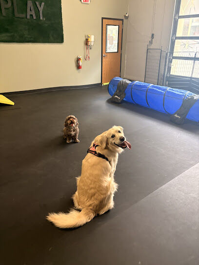 The Downtown Dog Spot