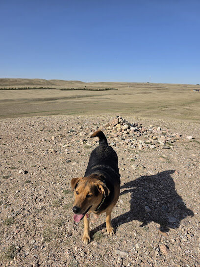 Let the dogs run dog park