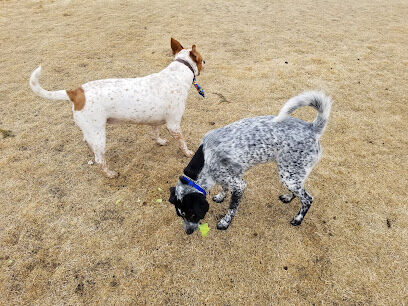 FE Warren AFB Dog Park