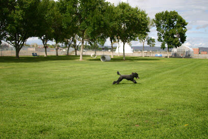 Wiggly Field Off-Leash Dog Park