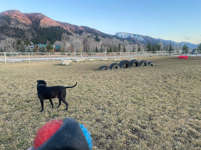 Canine Commons